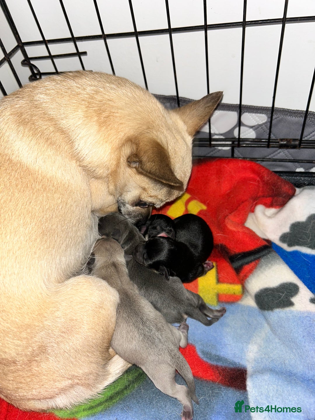 Chihuahua dogs for sale: Tiny chihuahua puppies  - Image 18