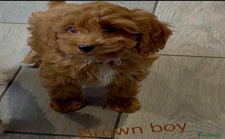 Cockapoo dogs - Advert 1