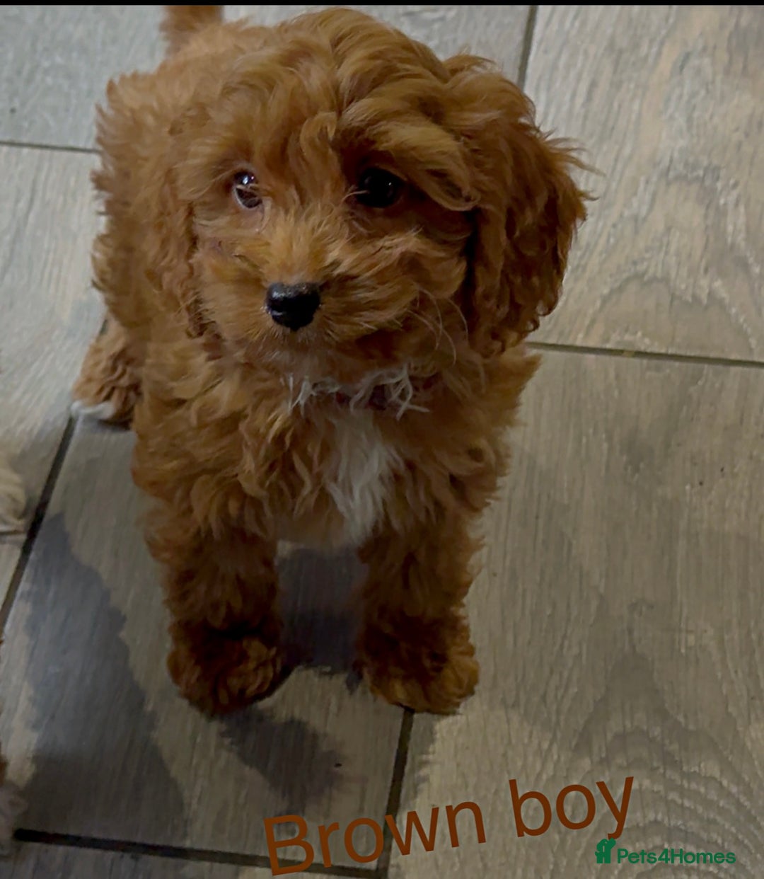 Cockapoo dogs for sale: Stunning F1 Cockapoo puppies - Image 1
