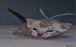 Bengal cats for sale: Pedigree Health Tested TICA Bengal Kittens - Image 17