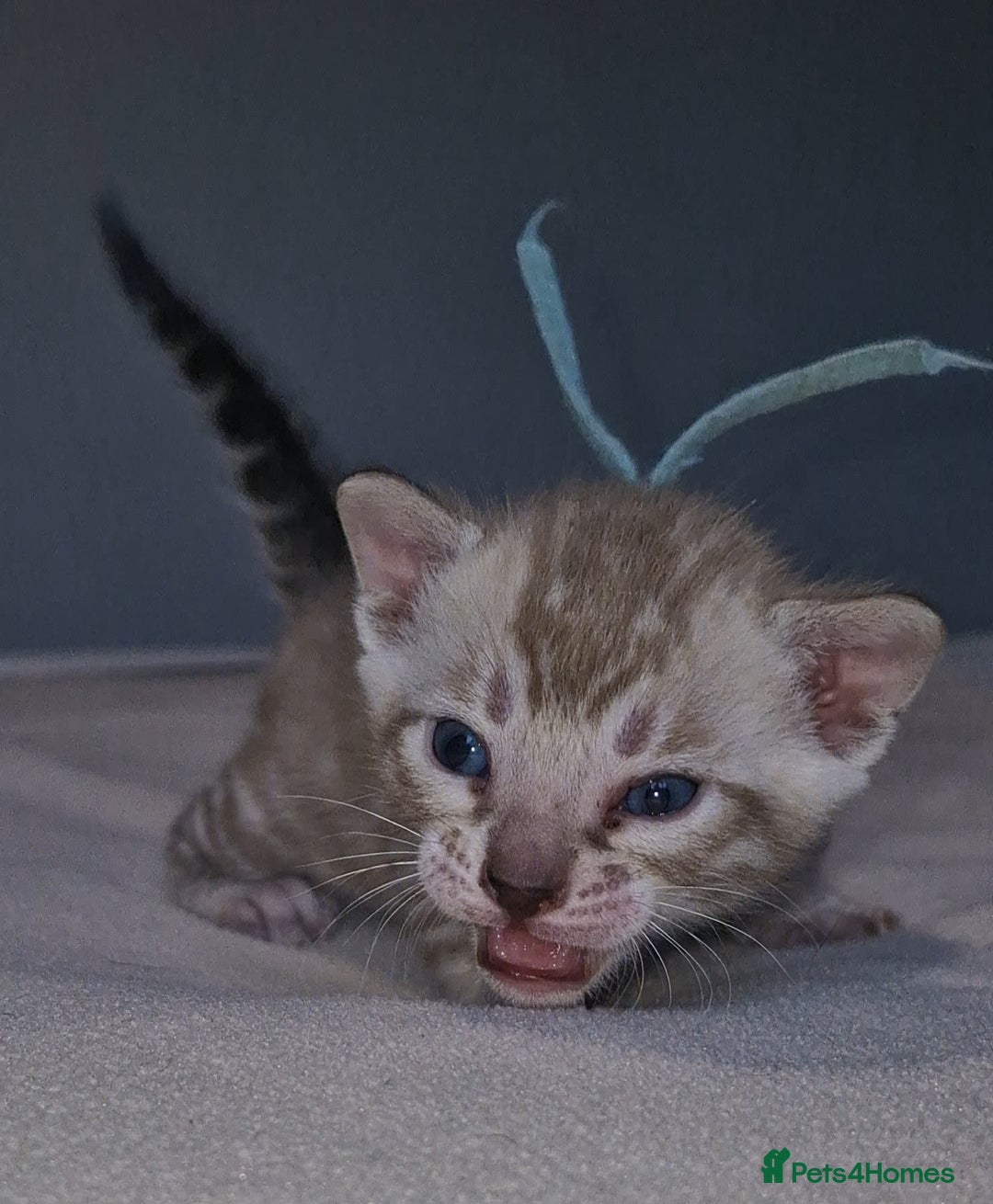 Bengal cats for sale: Pedigree Health Tested TICA Bengal Kittens - Image 17