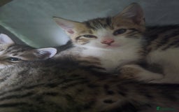 Bengal cats for sale: Bengal x kittens  - Image 4