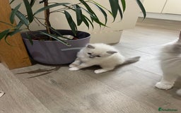 Ragdoll cats for sale: Female kitten become available! Pure Ragdoll in Derby - Image 28