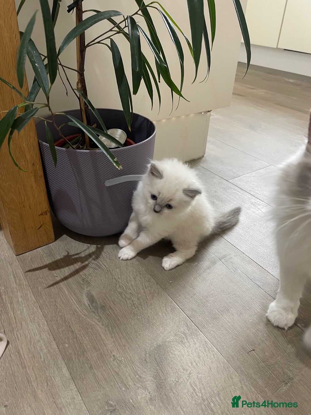 Ragdoll cats for sale: Female kitten become available! Pure Ragdoll in Derby - Image 28