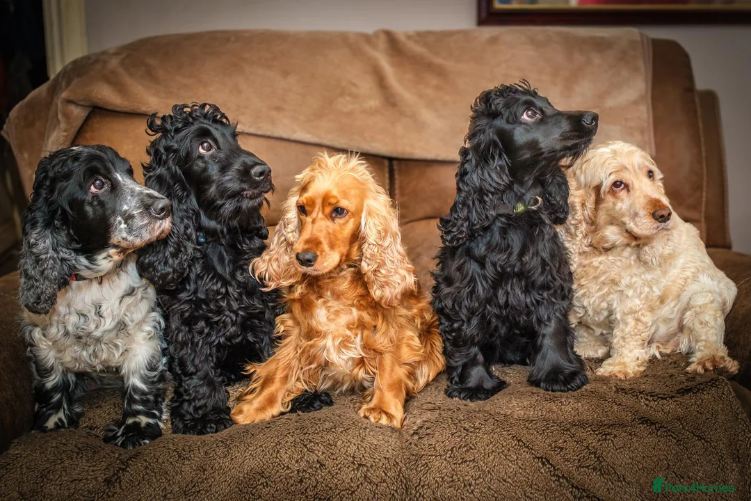 Cocker Spaniel dogs for sale: Sisters sad sale - Advert 5
