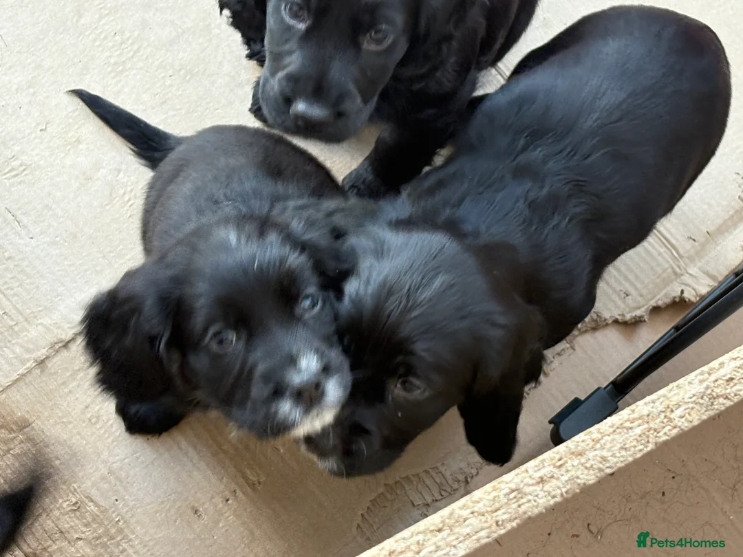 Cocker Spaniel dogs for sale: One Male Black & White Male One Black Female Pup - Advert 4