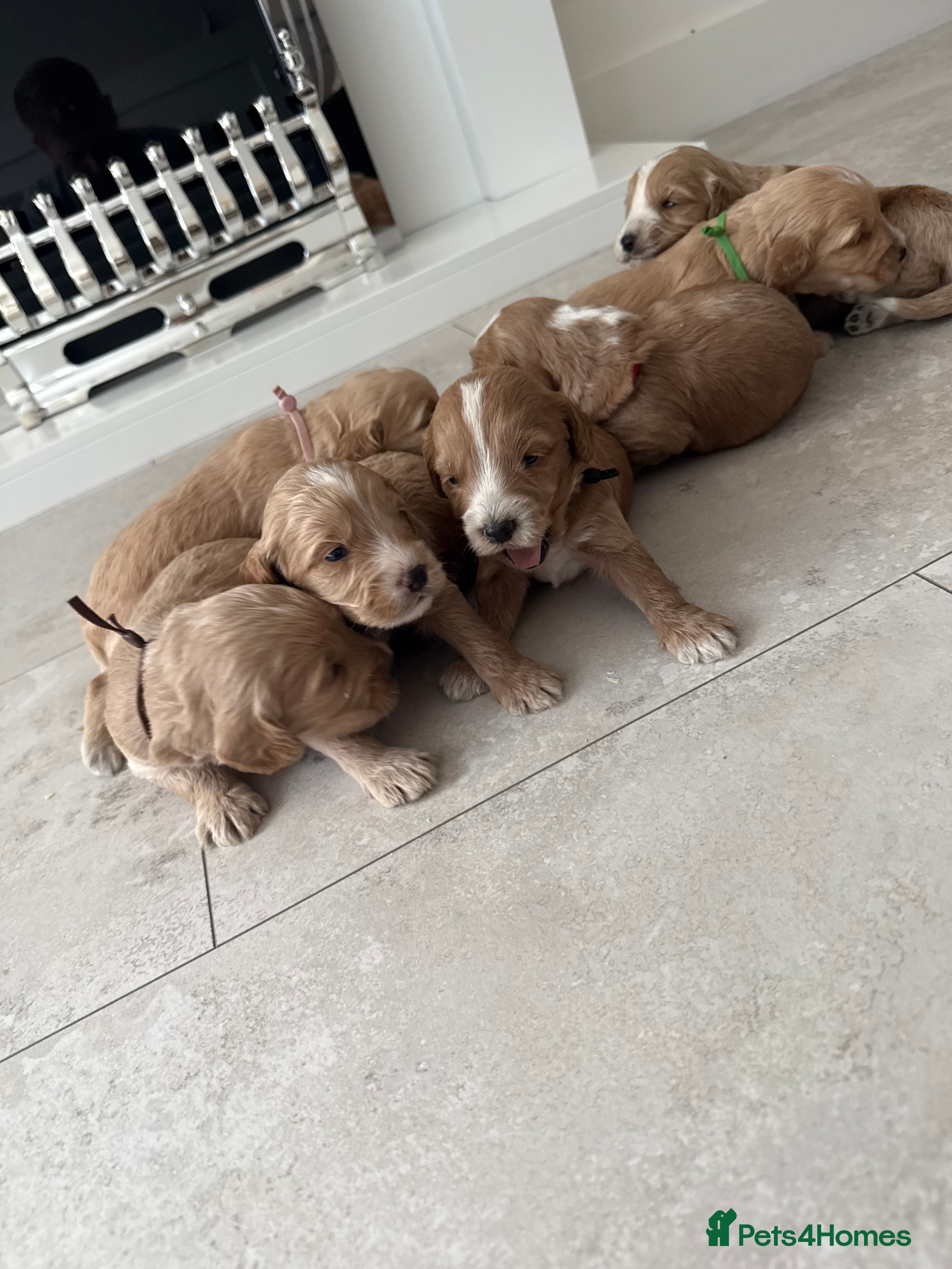 Cockapoo dogs F1 cockapoo puppies DNA HEALTH TEST CLEAR - Advert 7