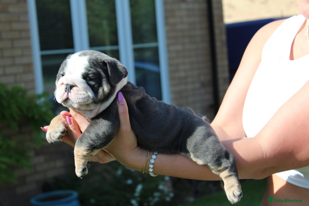 English Bulldog dogs for sale: *REDUCED* English Bulldog Puppies - Image 20