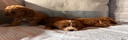 Cavapoo dogs for sale: Cavapoos  in Worcester - Advert 5