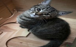 Mixed Breed cats for sale: Cute and playful kitties  - Image 5
