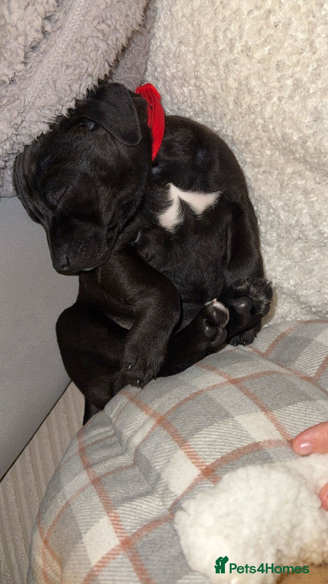 Patterdale Terrier dogs for sale: Hugo Patterdale Terrier Puppy - Advert 6