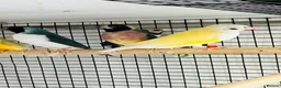 Finches birds for sale: Blue Female Gouldian Finch for sale  - Advert 4
