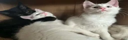 Maine Coon cats for sale: LAST 2 MALE MAINE COON KITTENS  - Advert 4