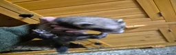 Ferret rodents for sale: 3 x Jill Ferret/polecat hybrids & 1 Jack in Braintree - Advert 3