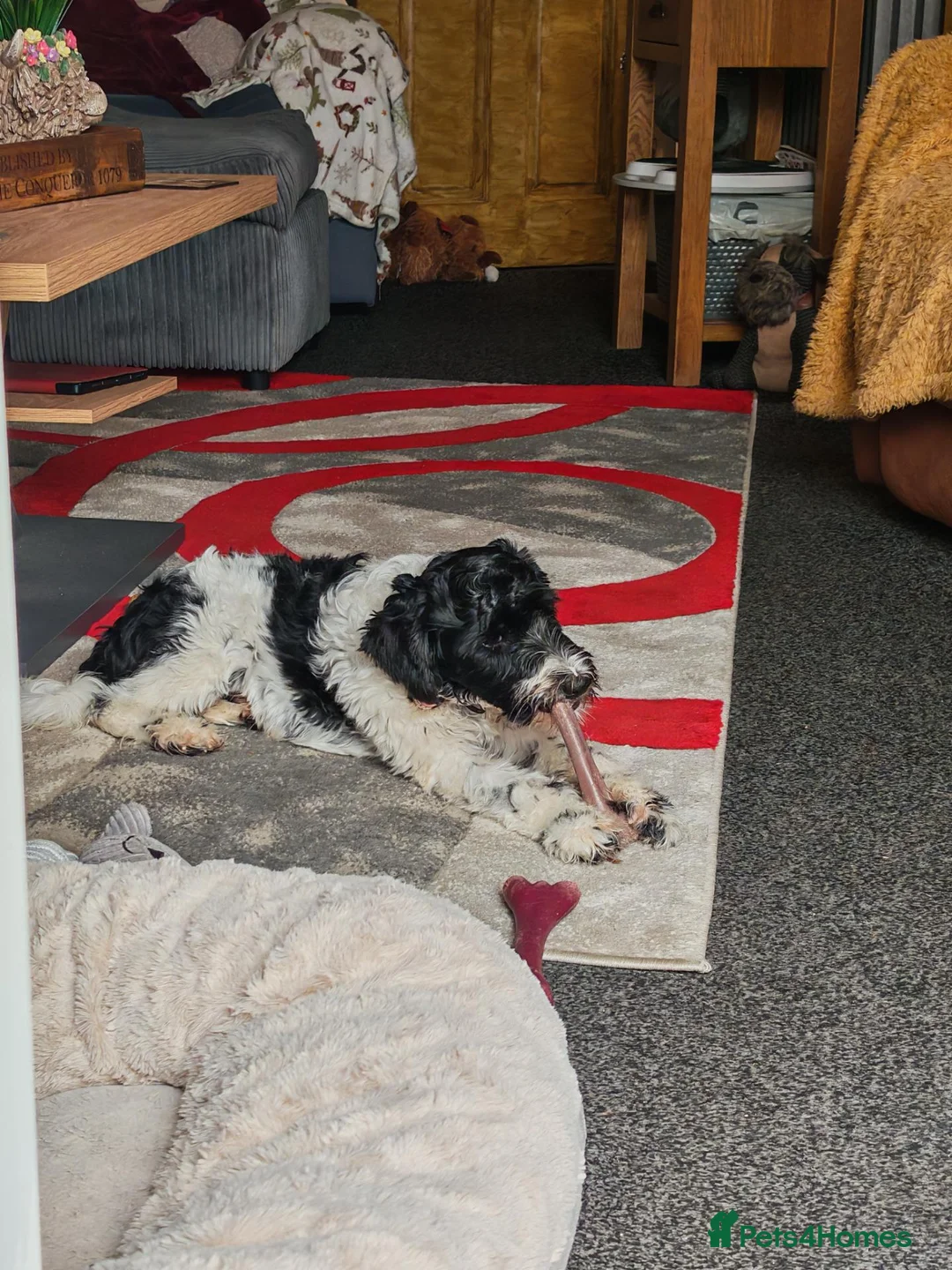 Tibetan Terrier dogs for sale: Young boy - Advert 2