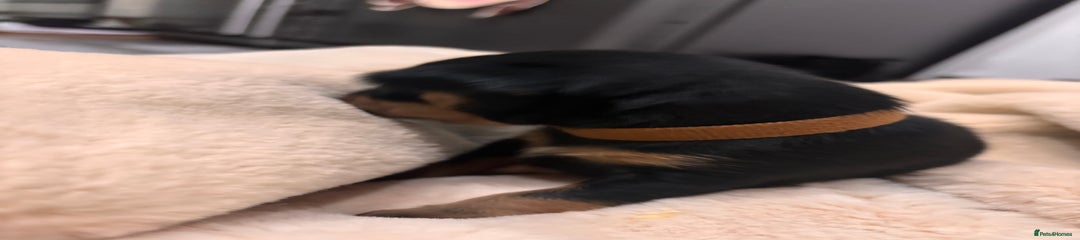 Mixed Breed Puppy 5