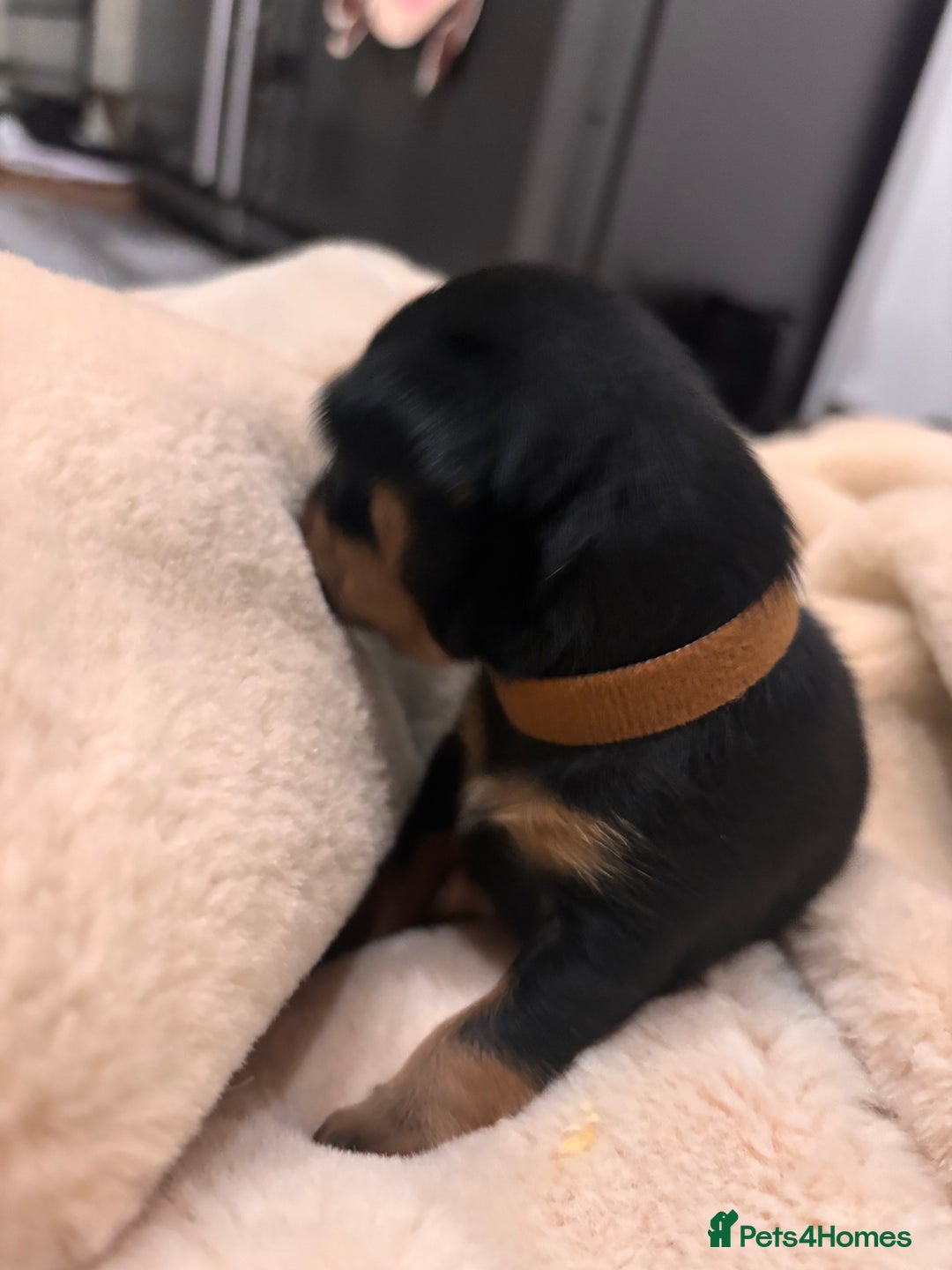Mixed Breed dogs for sale: Jackawawa - Image 32