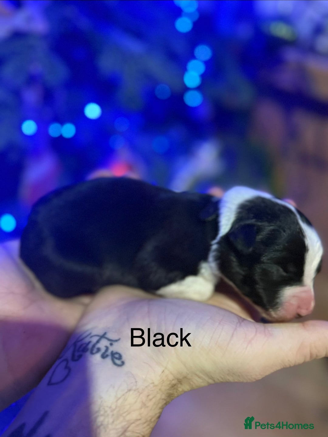 Border Collie dogs for sale: Family-Raised Border Collie Pups - Advert 18