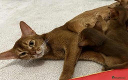 Abyssinian cats for sale: Ready now! Beautiful Abyssinians kittens❤️😍🤗 - Image 15