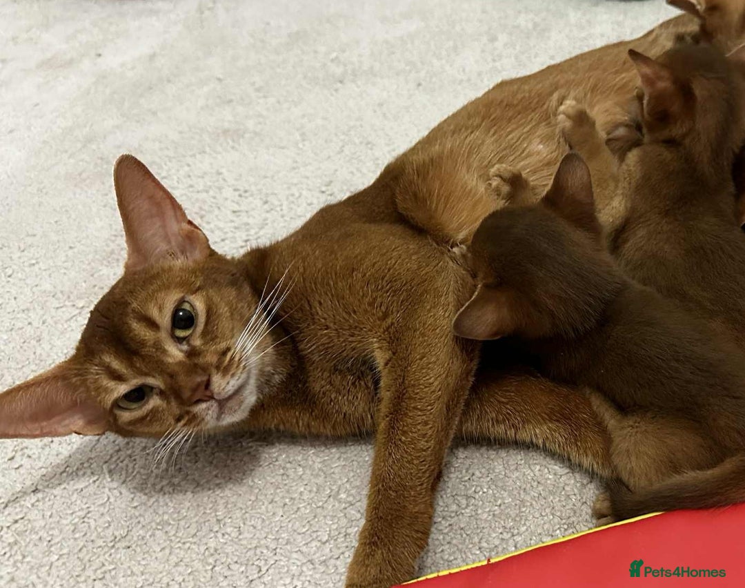 Abyssinian cats for sale: Ready now! Beautiful Abyssinians kittens❤️😍🤗 - Image 15