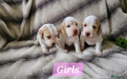 Cocker Spaniel dogs for sale: Goregous Litter of Cocker Spaniel Puppies  - Image 4
