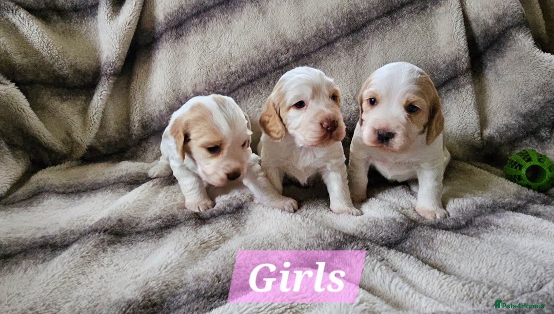 Cocker Spaniel dogs for sale: Goregous Litter of Cocker Spaniel Puppies  - Image 4