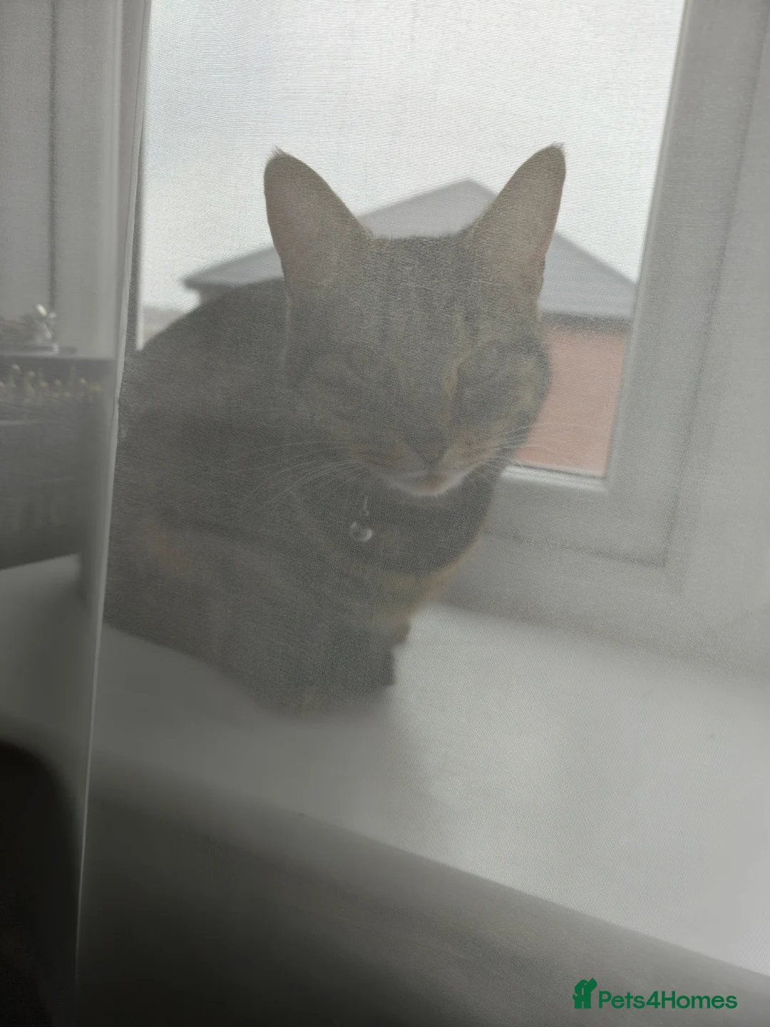 Bengal cats for sale: Bagheera in Newark - Advert 2