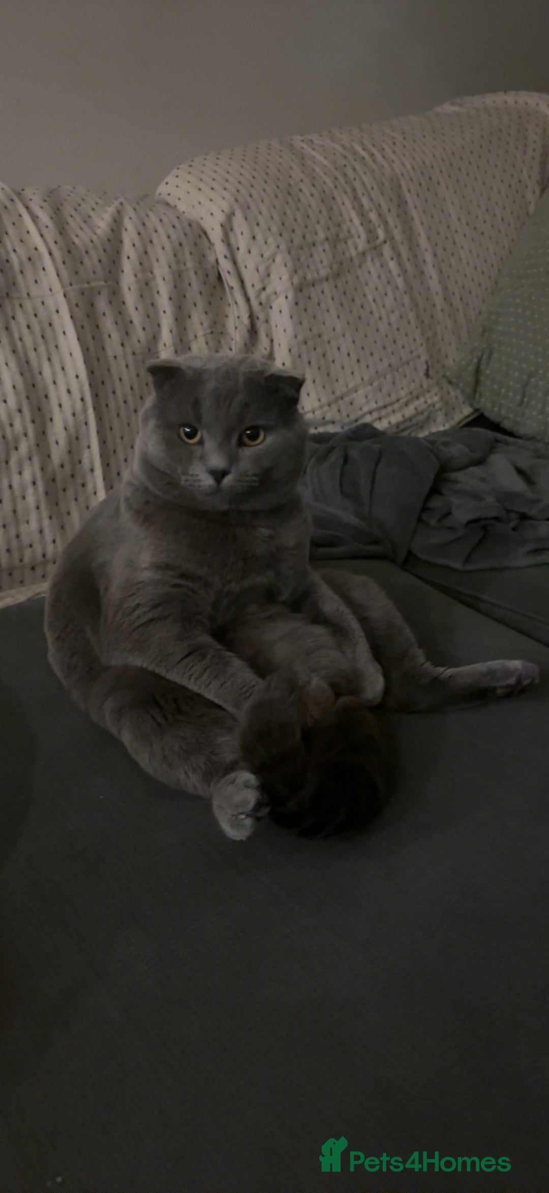 Scottish Fold cats for sale: Grey Scottish fold cat - Image 4
