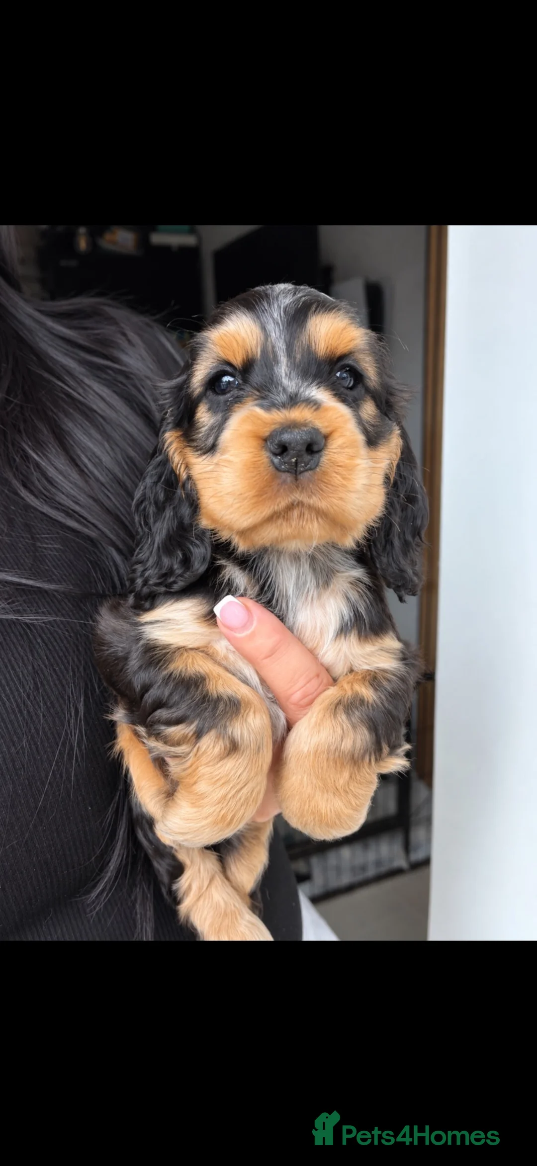 Cocker Spaniel dogs for sale: LAST PUP 🐶RIZI BIZI pedigree show spaniels🐶 - Advert 2