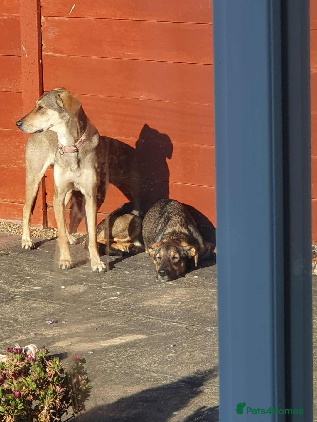 Mixed Breed dogs for adoption: MARGOT – 9 years old, Female, Mixed Breed - Image 6