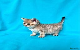 British Shorthair cats for sale: 🐾Purebred BSH kittens🐾 - Image 23