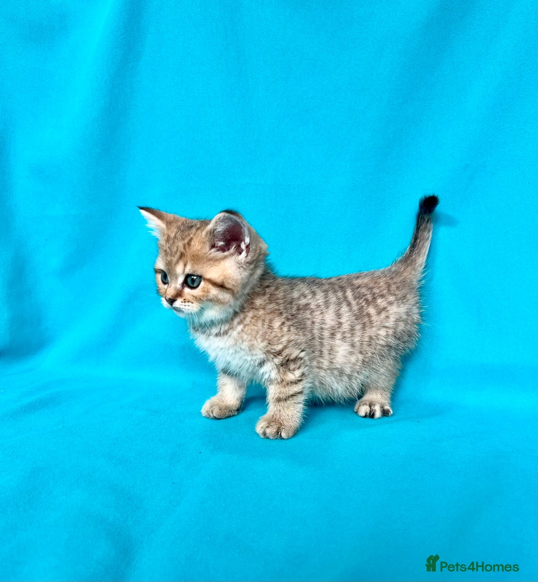 British Shorthair cats for sale: 🐾Purebred BSH kittens🐾 - Image 23