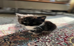 Persian cats for sale: mixed persian & bombay kittens  in Maidstone - Image 19
