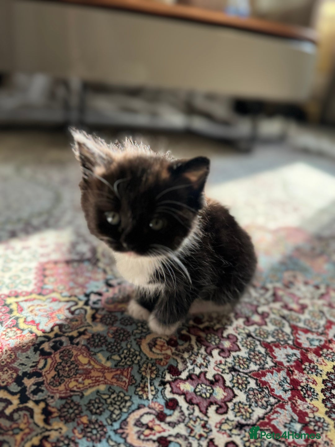 Persian cats for sale: mixed persian & bombay kittens  in Maidstone - Image 19