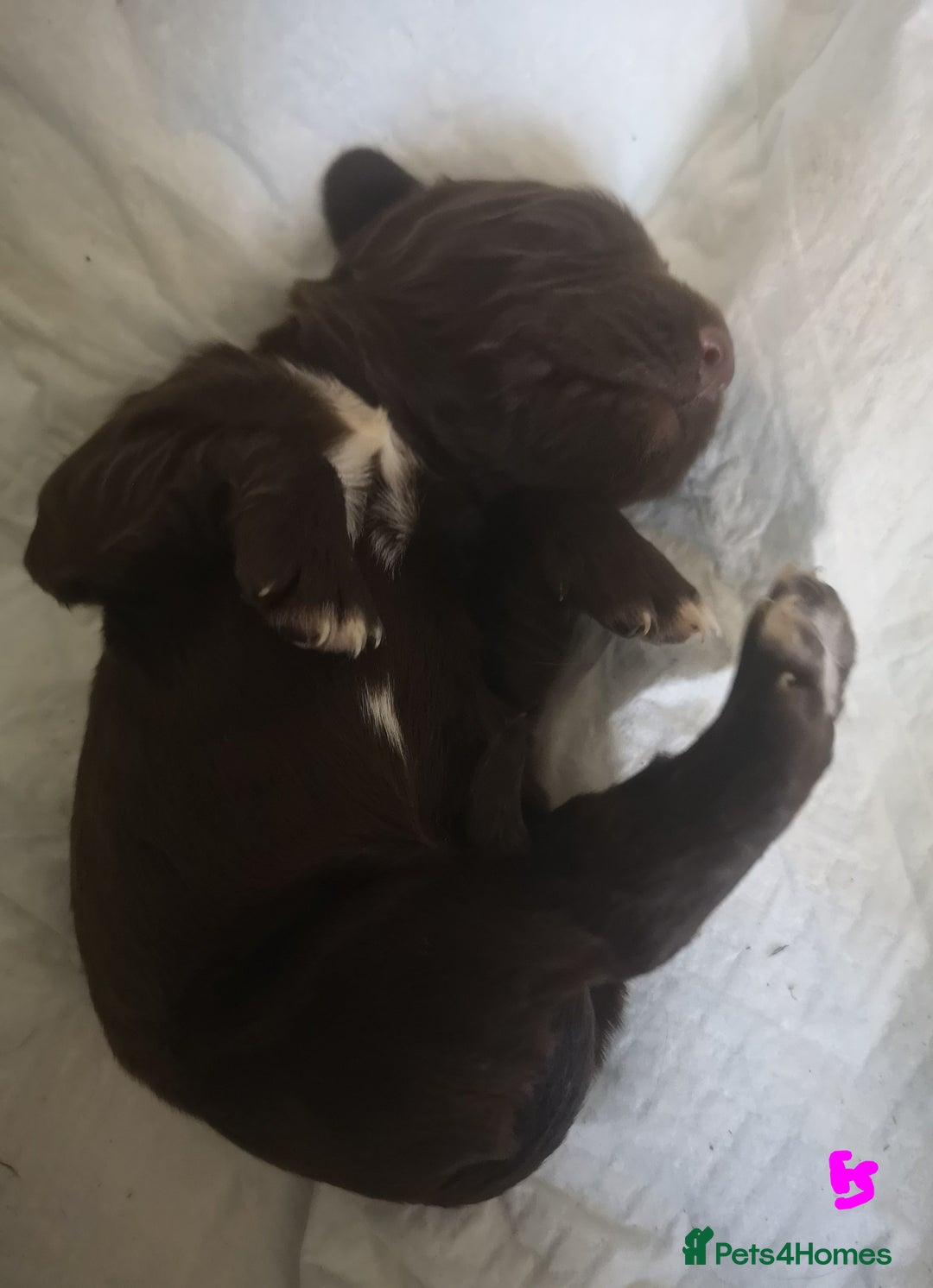 English Springer Spaniel dogs for sale: Beautiful springer Spainel pups. Ready 01/11/25 - Image 6