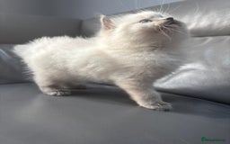 Ragdoll cats for sale: One gorgeous little blue point ragdoll boy - Image 8