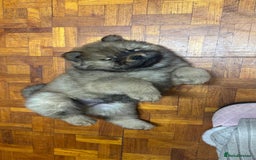 Chow Chow dogs for sale: Puppies looking for new home - Image 40
