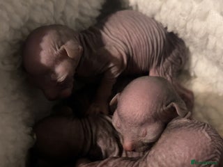 Sphynx cats - Advert 1