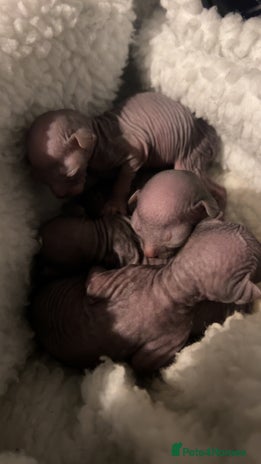 Sphynx cats - Advert 1