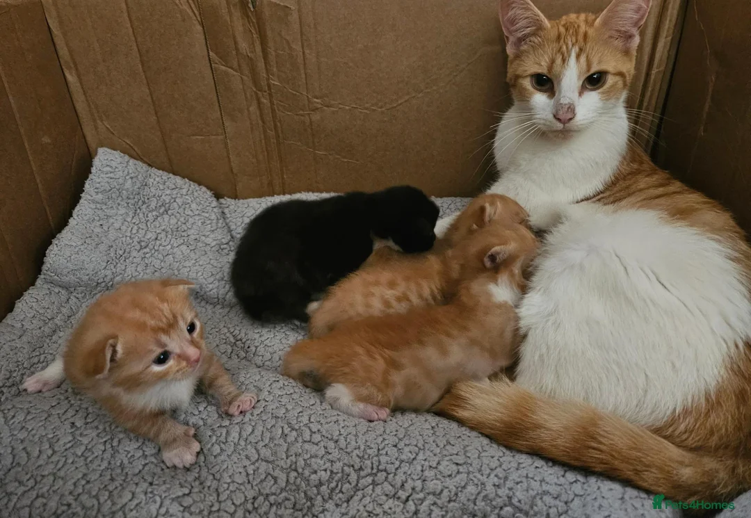 Mixed Breed cats for sale: GINGER TABBY KITTENS - Advert 5