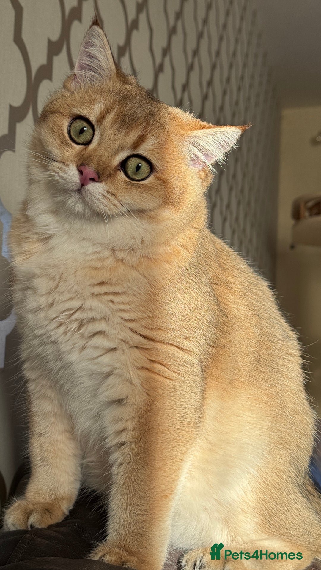 British Shorthair cats for sale: BSH BOY GCCF GOLDEN BLACK TIPPED  - Advert 11