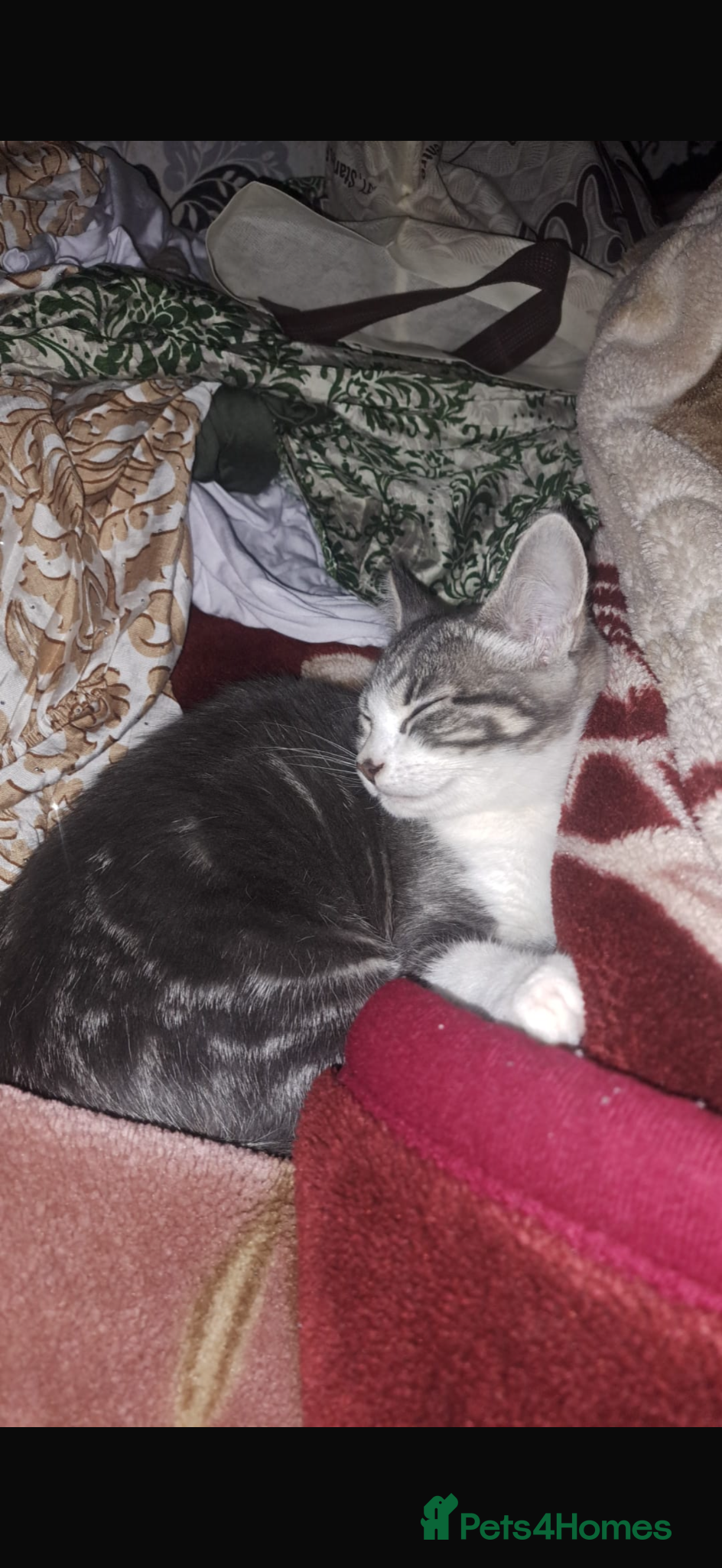 Mixed Breed cats 2 cats for sale  - Advert 15