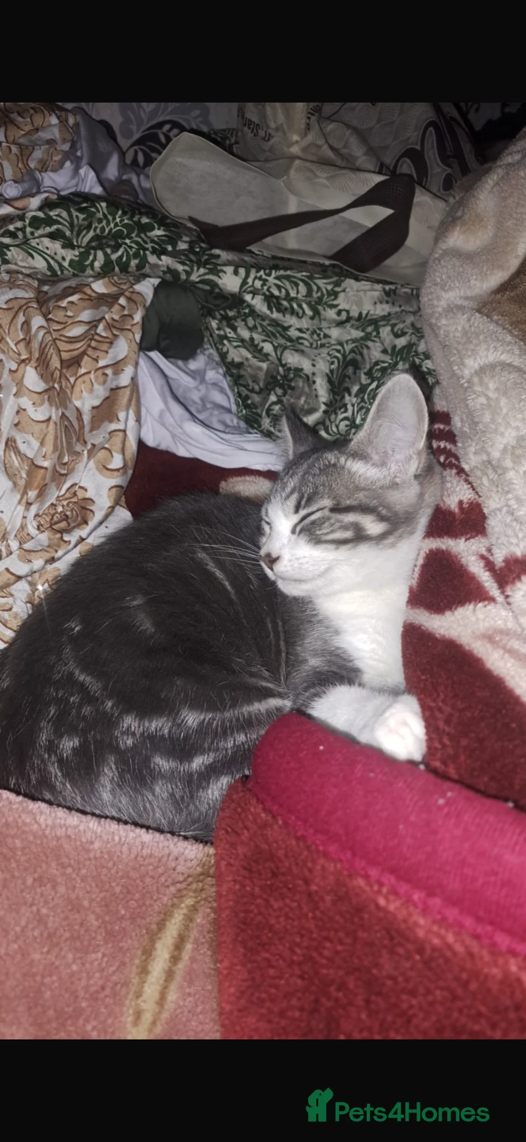Mixed Breed cats for sale: 2 cats for sale  in Watford - Advert 1