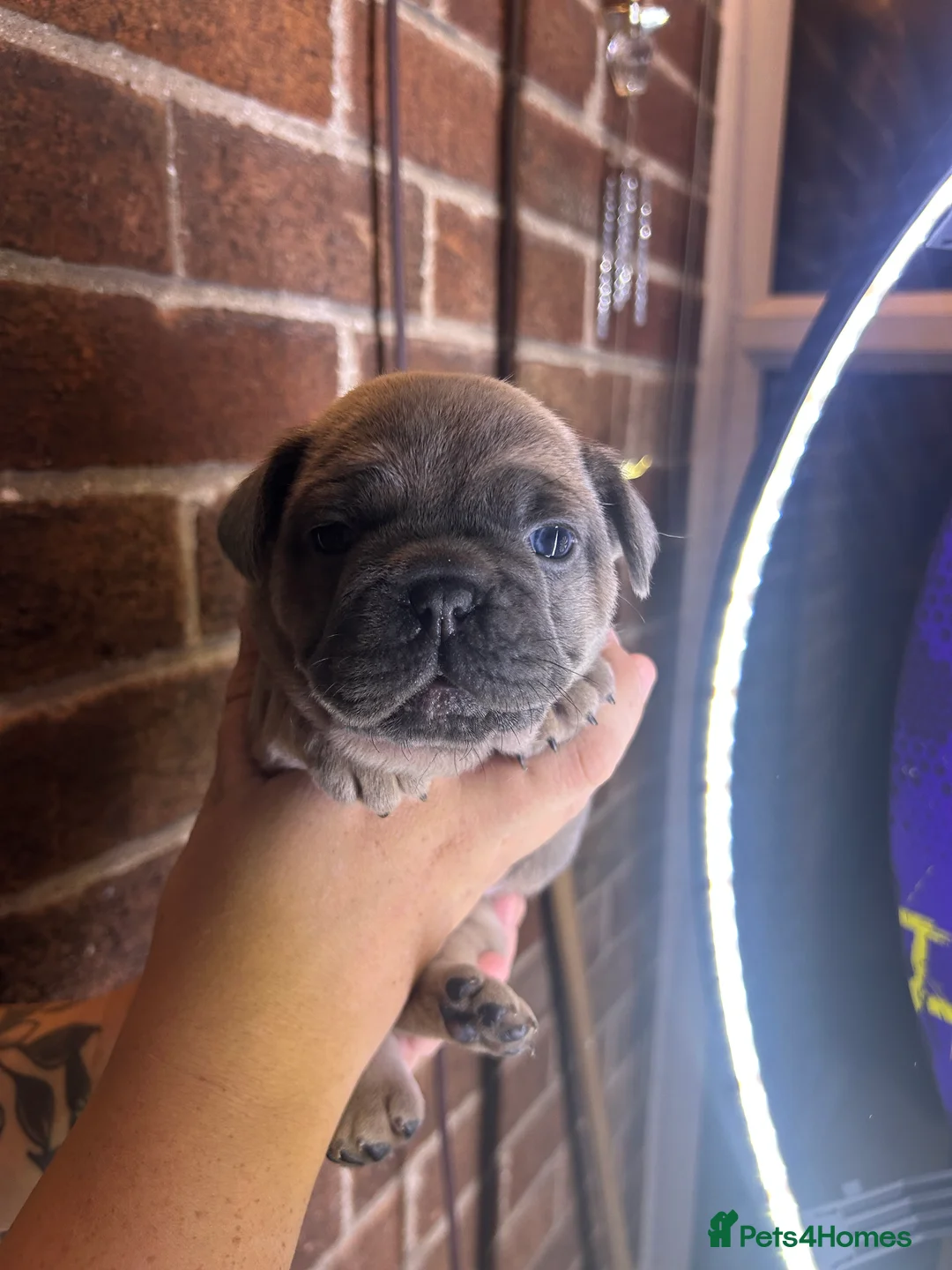 French Bulldog dogs for sale: *LAST ONE* Stunning French Bulldog Puppy - Advert 19