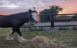 Irish Cob horses for sale: Bear - a horse who loves his chicken  - Image 3