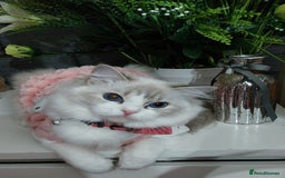 Ragdoll cats for sale: 🔥PRESTIGIOUS BEAST SIZE EU FEMALE🔥  - Advert 24