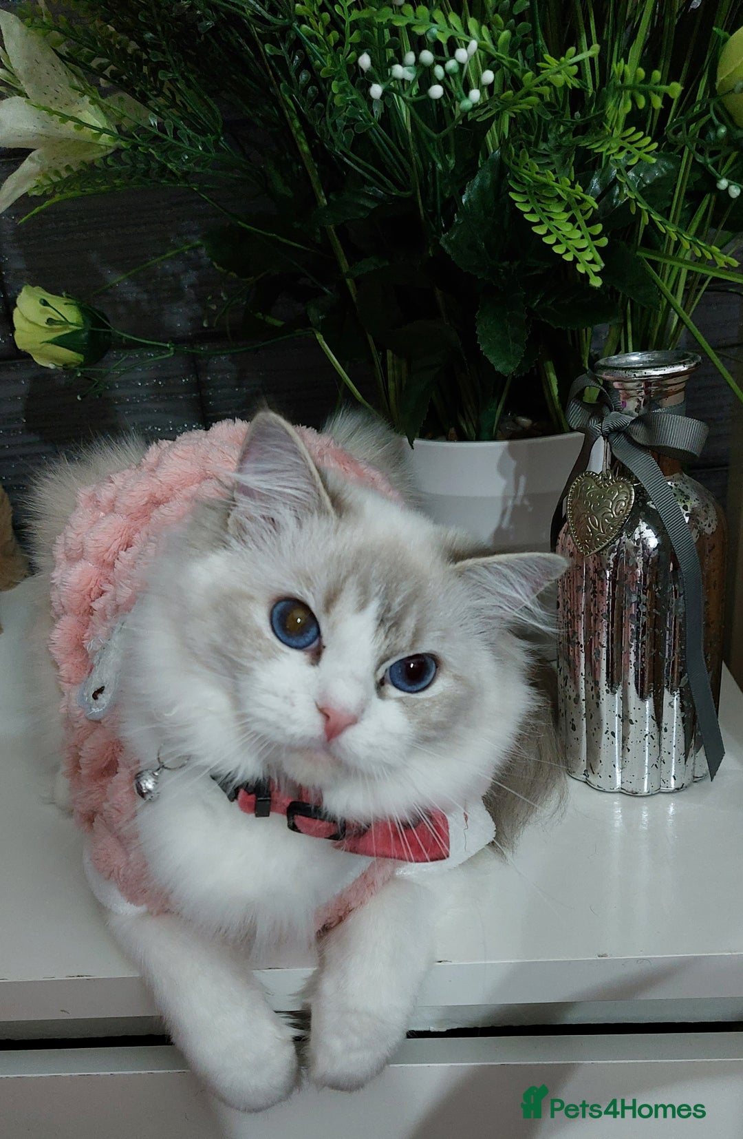 Ragdoll cats for sale: 🔥PRESTIGIOUS BEAST SIZE EU FEMALE🔥  - Advert 24