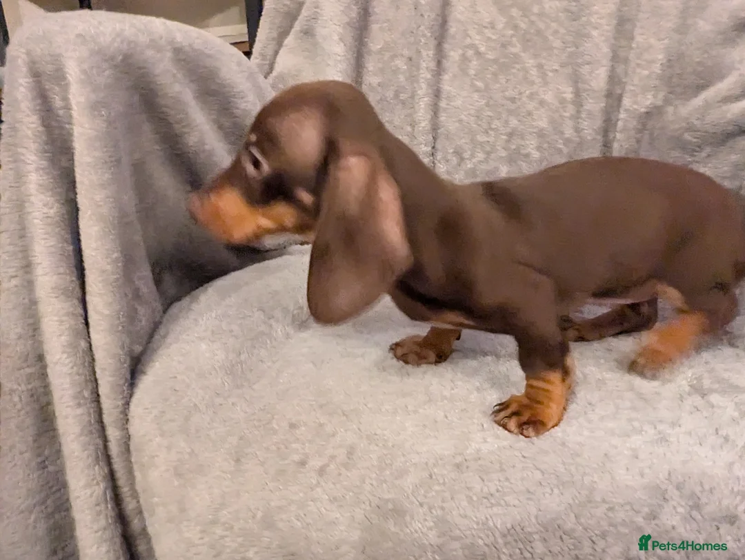 Miniature Dachshund dogs for sale: Litter of three Miniature Dachshunds for sale. - Advert 7