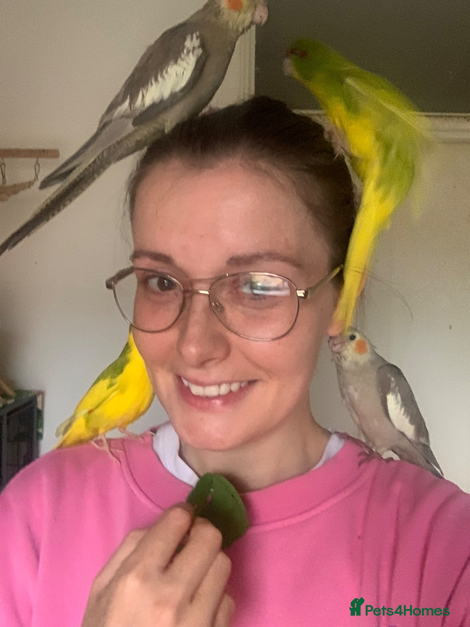 Parakeets birds 4 Hand Reared Baby Kakarikis  - Advert 2