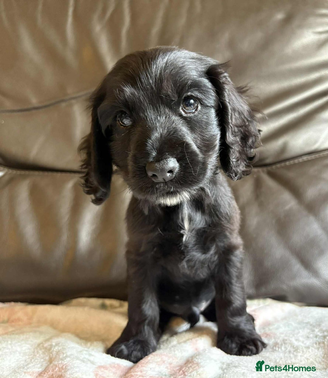 Cocker Spaniel dogs for sale: Show type Cocker Spaniel Puppies - Image 8